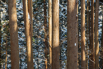 Image showing winter forest in japan