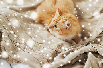 Image showing red tabby cat lying on blanket at home in winter