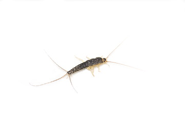 Image showing Long tailed gray silverfish