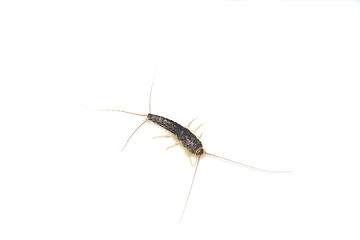 Image showing Long tailed gray silverfish