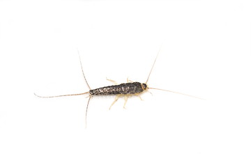 Image showing Long tailed gray silverfish