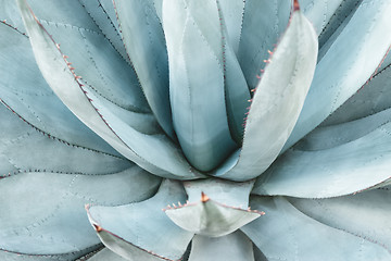 Image showing Blue agave leaves