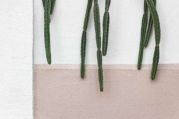 Image showing Cactus hanging from a wall