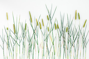 Image showing Close-up of Timothy grass on white background