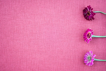 Image showing Magenta colored zinnias on pink canvas with copy space