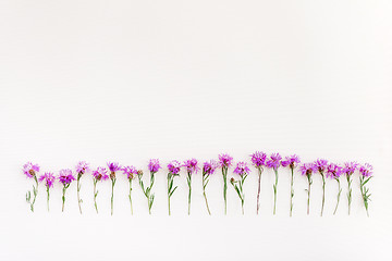 Image showing Row of wild purple cornflowers