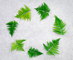 Image showing Wild forest fern frame on concrete background