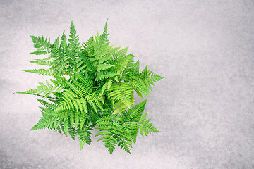 Image showing Wild forest fern on concrete background