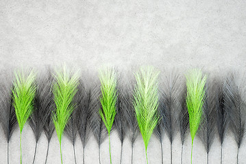 Image showing Green and black feathers on concrete background