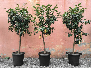 Image showing Lemon trees on pink wall background