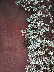 Image showing Plant climbing against a rusty metal wall