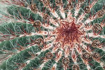 Image showing Green cactus with dark red spines