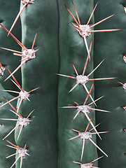 Image showing Spiky texture of a big green cactus