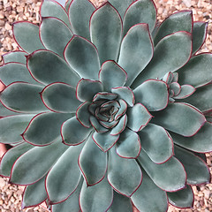 Image showing Beautiful succulent plant on stone background