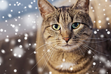 Image showing portrait of tabby cat in winter over snow