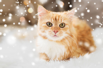 Image showing red tabby cat lying on sheepskin at home over snow