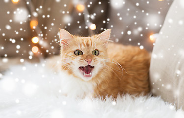 Image showing red tabby cat at home on christmas