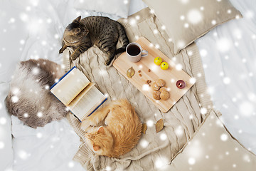 Image showing two cats lying on bed at home in winter over snow