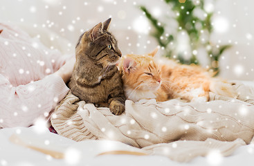 Image showing close up of owner with cats in bed over snow