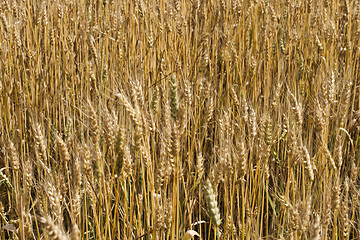 Image showing Field of wheat 