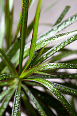 Image showing dracena marginata with water drops