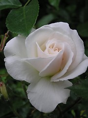 Image showing Pale Rose