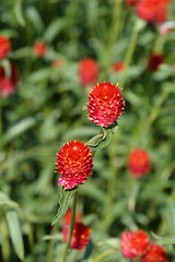 Image showing Red globe amaranth