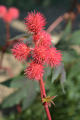 Image showing Castor oil plant