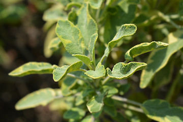 Image showing Common sage Icterina