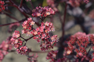 Image showing Orpine Purple Emperor