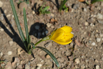 Image showing Winter daffodil