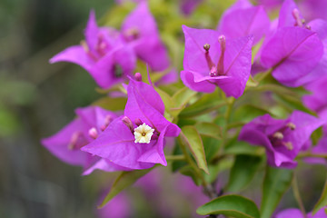 Image showing Great bougainvillea