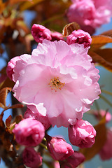 Image showing Japanese cherry Kanzan