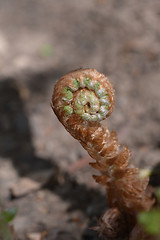 Image showing Hard shield fern