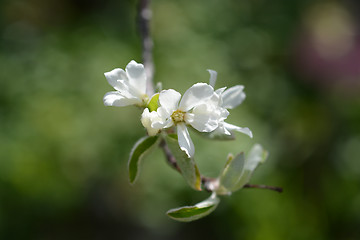 Image showing Snowy mespilus