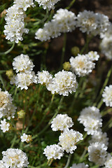 Image showing White common thrift