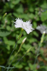 Image showing White carnation flower