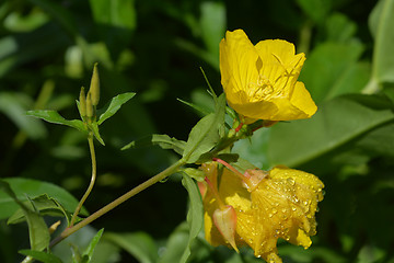 Image showing Common sundrops