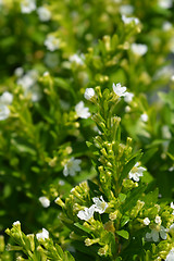 Image showing White false heather