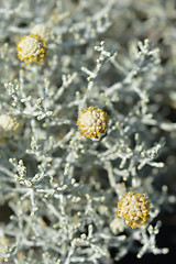 Image showing Silver cushion bush