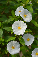 Image showing White potato bush White Charles