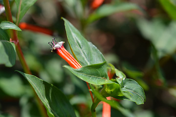 Image showing Cigar flower