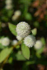 Image showing White globe amaranth