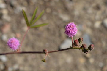 Image showing Sensitive plant