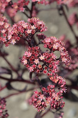 Image showing Orpine Purple Emperor