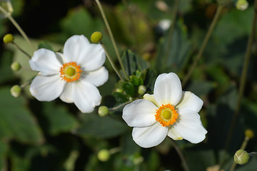 Image showing Japanese anemone Honorine Jobert