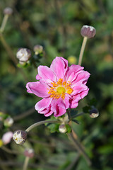 Image showing Japanese anemone Koenigin Charlotte