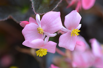 Image showing Wax begonia Carmen