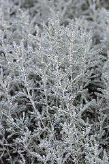 Image showing Cypress lavender cotton