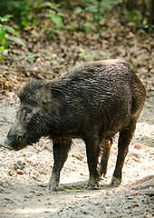 Image showing Wild boar male feeding in the jungle